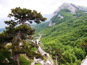 Parco del Pollino