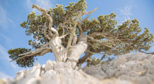 Parco del Pollino, l'albero più vecchio d'Italia