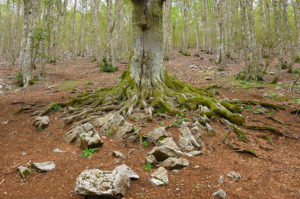 Parco del Pollino